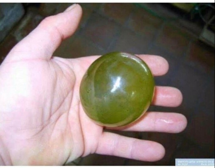 Bueno, ¡qué increíble! 35 gigantes de nuestro mundo