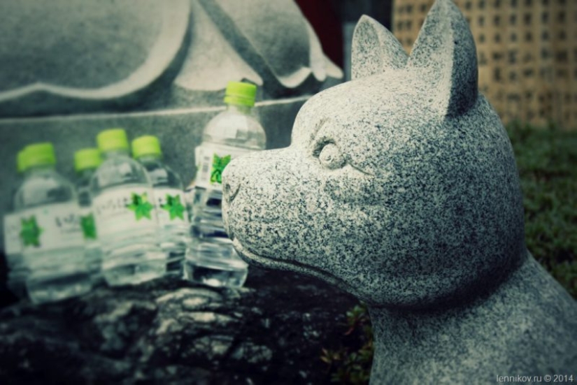 Bury Dinghy with my grandmother. The Japanese tradition of burial of Pets shocking Bury Dinghy with my grandmother. The Japanese tradition of burial of Pets shocking