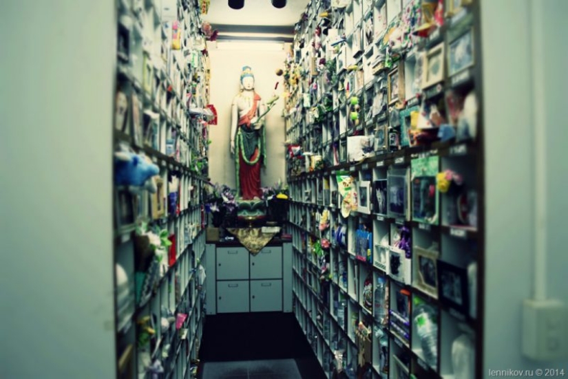 Bury Dinghy with my grandmother. The Japanese tradition of burial of Pets shocking Bury Dinghy with my grandmother. The Japanese tradition of burial of Pets shocking