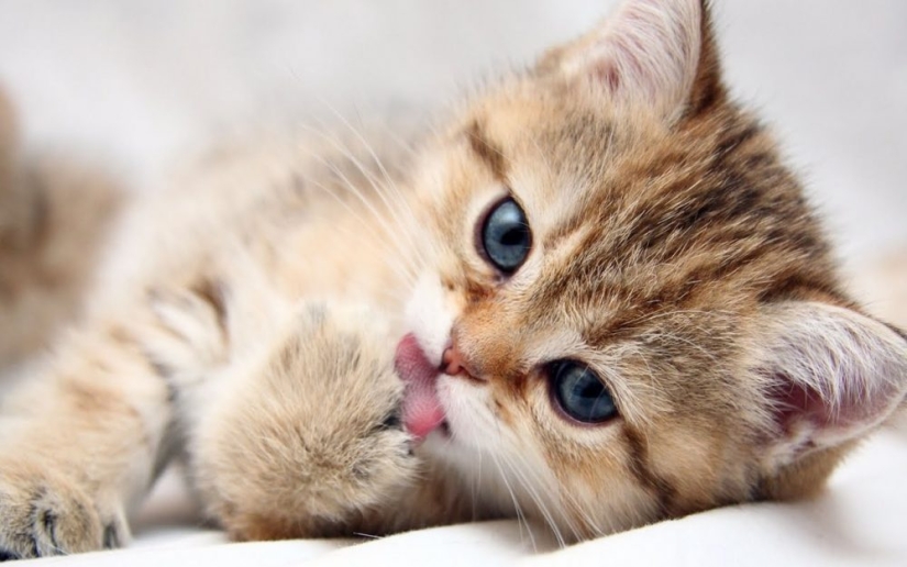 Businessmen, beware! Scientists have found a link between entrepreneurial abilities and toxoplasmosis