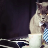 Businessmen, beware! Scientists have found a link between entrepreneurial abilities and toxoplasmosis Businessmen, beware! Scientists have found a link between entrepreneurial abilities and toxoplasmosis