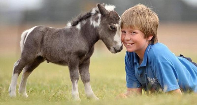 Caballos Falabella — la increíble historia de la raza más exótica del mundo Caballos Falabella — la increíble historia de la raza más exótica del mundo