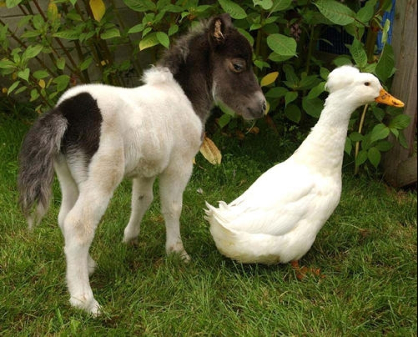 Caballos Falabella — la increíble historia de la raza más exótica del mundo Caballos Falabella — la increíble historia de la raza más exótica del mundo