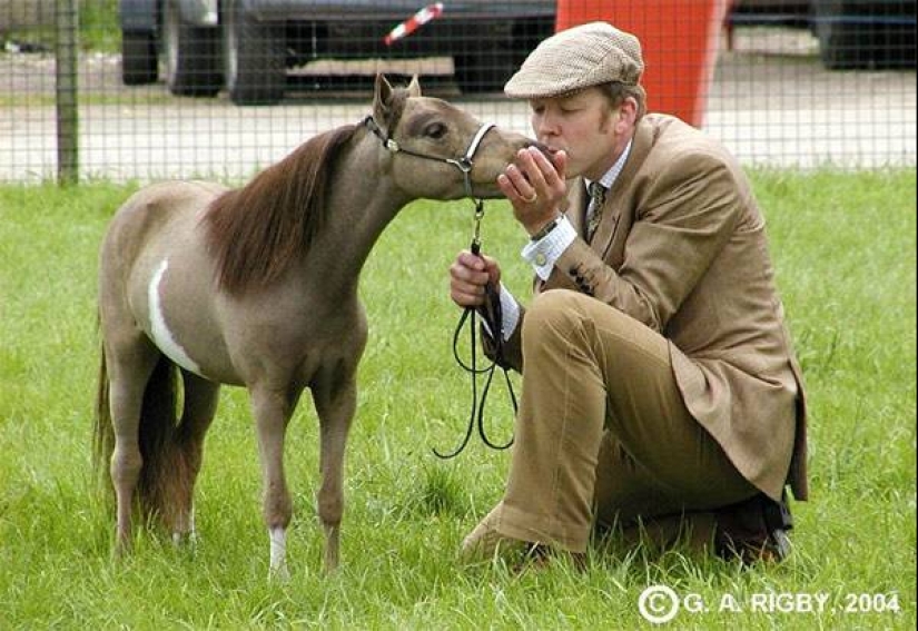 Caballos Falabella — la increíble historia de la raza más exótica del mundo Caballos Falabella — la increíble historia de la raza más exótica del mundo