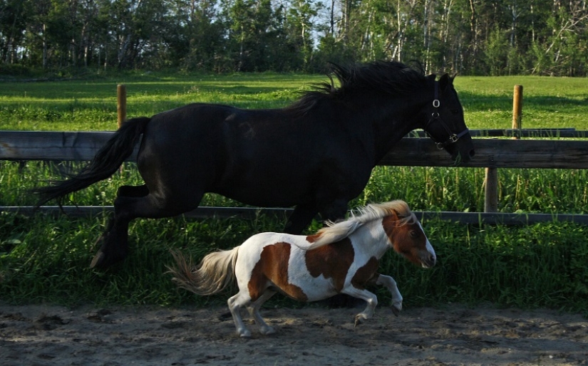 Caballos Falabella — la increíble historia de la raza más exótica del mundo Caballos Falabella — la increíble historia de la raza más exótica del mundo