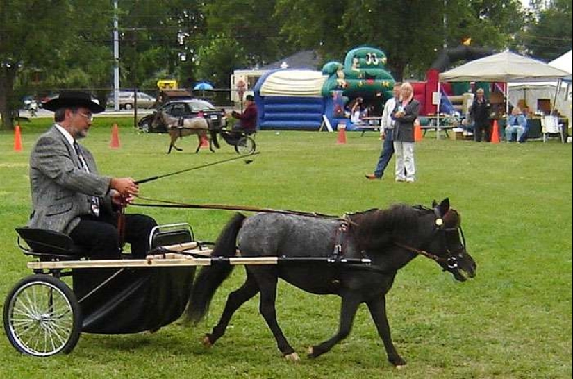 Caballos Falabella — la increíble historia de la raza más exótica del mundo Caballos Falabella — la increíble historia de la raza más exótica del mundo