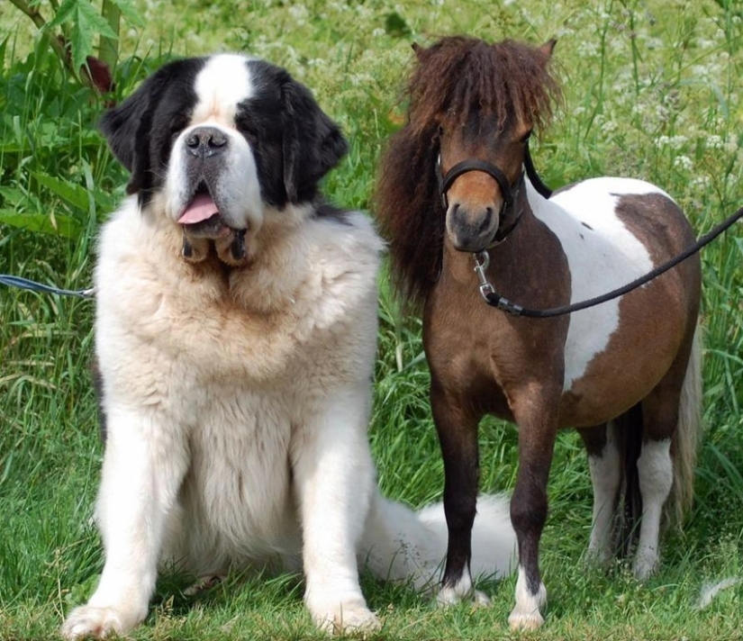 Caballos Falabella — la increíble historia de la raza más exótica del mundo Caballos Falabella — la increíble historia de la raza más exótica del mundo