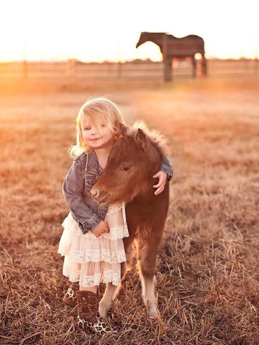 Caballos Falabella — la increíble historia de la raza más exótica del mundo Caballos Falabella — la increíble historia de la raza más exótica del mundo
