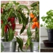 Casa de huerta: 7 delicioso y saludable de las plantas que pueden ser cultivadas en el alféizar de la ventana Casa de huerta: 7 delicioso y saludable de las plantas que pueden ser cultivadas en el alféizar de la ventana