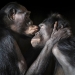 Casi como personas. Animales en imágenes por Tim Flach Casi como personas. Animales en imágenes por Tim Flach