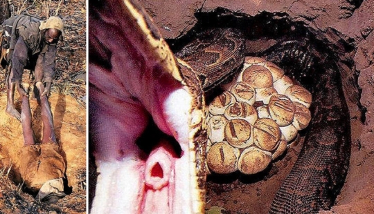 Catching a python on live bait