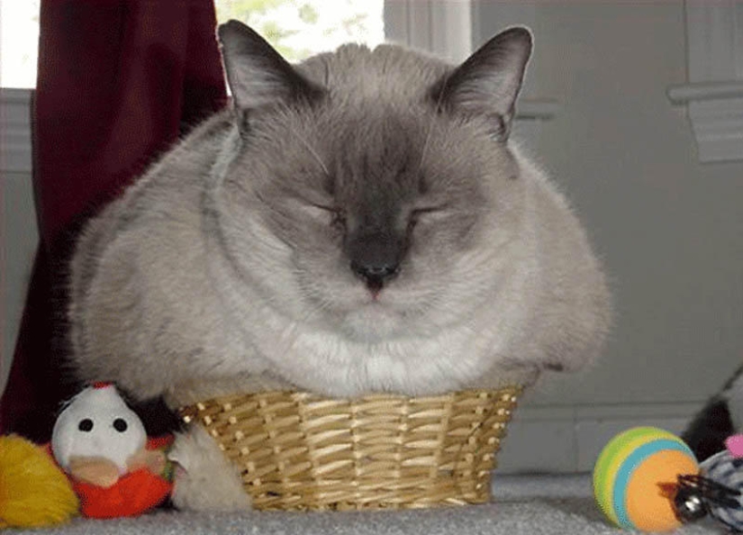 Cats are liquid, there is evidence