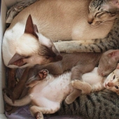 Cats are taught to spend time with family