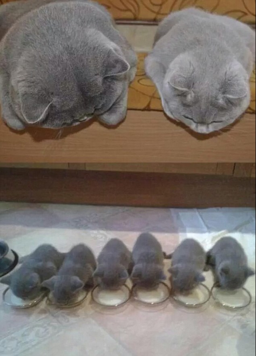 Cats are taught to spend time with family