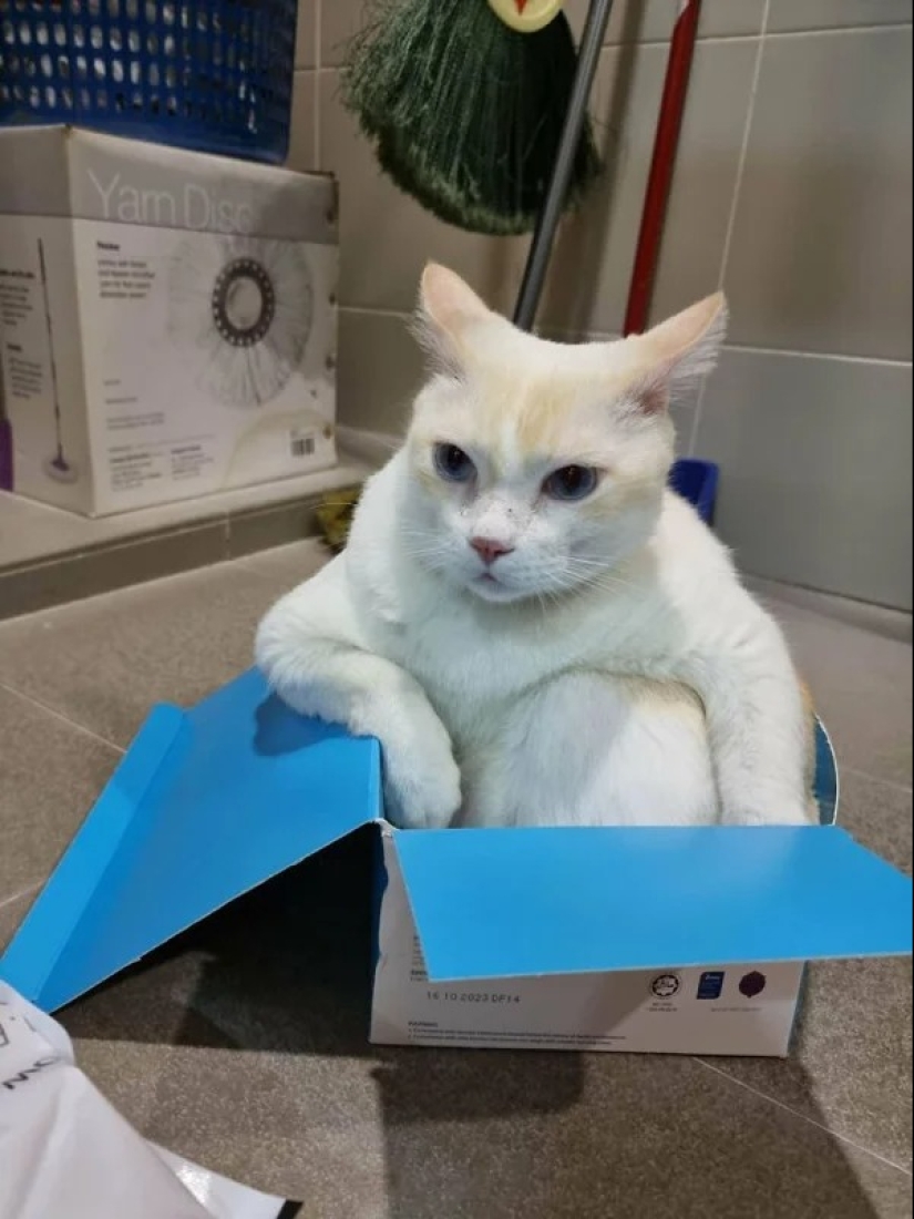 Cats can sit anywhere and in any way. Here are 22 proofs Cats can sit anywhere and in any way. Here are 22 proofs