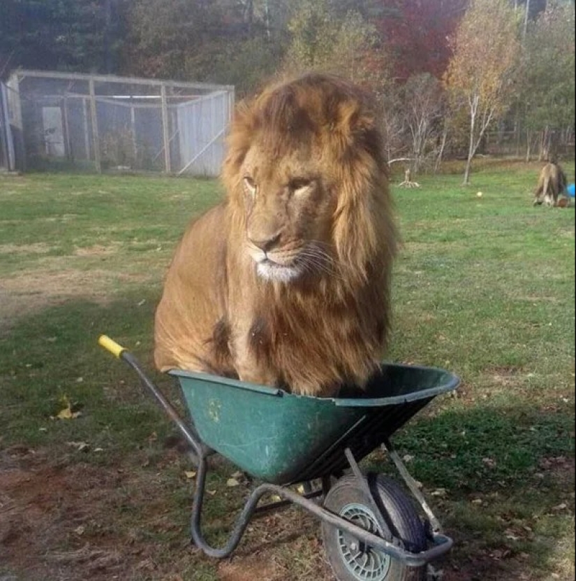 Cats can sit anywhere and in any way. Here are 22 proofs Cats can sit anywhere and in any way. Here are 22 proofs