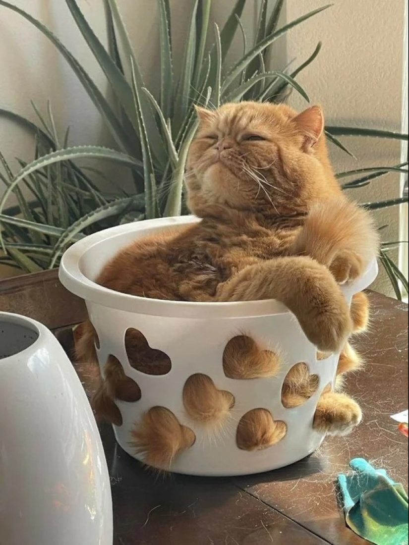 Cats can sit anywhere and in any way. Here are 22 proofs Cats can sit anywhere and in any way. Here are 22 proofs