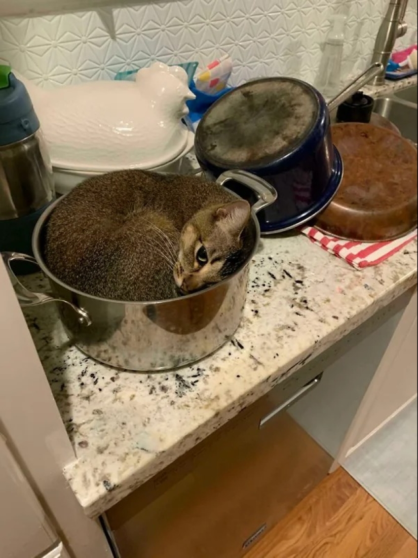 Cats can sit anywhere and in any way. Here are 22 proofs Cats can sit anywhere and in any way. Here are 22 proofs