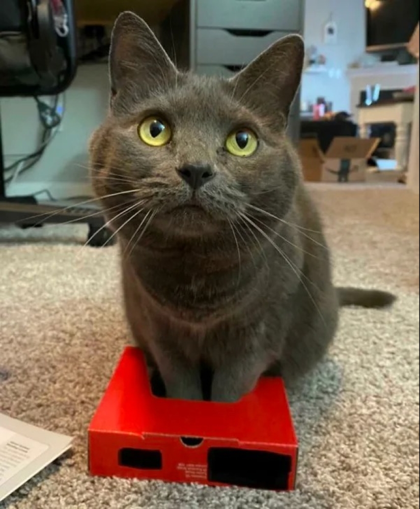 Cats can sit anywhere and in any way. Here are 22 proofs Cats can sit anywhere and in any way. Here are 22 proofs