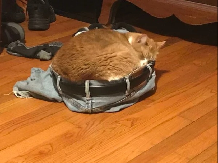 Cats can sit anywhere and in any way. Here are 22 proofs Cats can sit anywhere and in any way. Here are 22 proofs