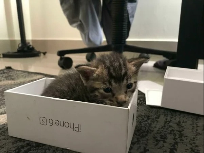 Cats can sit anywhere and in any way. Here are 22 proofs Cats can sit anywhere and in any way. Here are 22 proofs