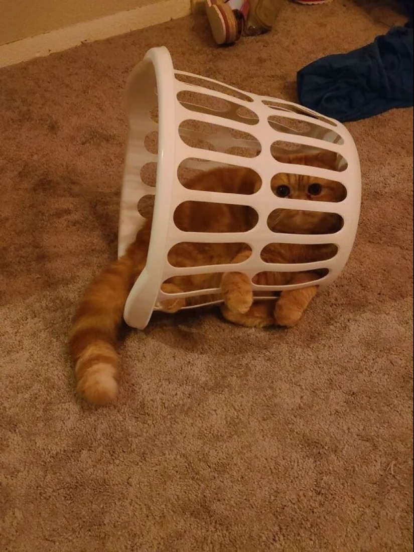 Cats can sit anywhere and in any way. Here are 22 proofs Cats can sit anywhere and in any way. Here are 22 proofs
