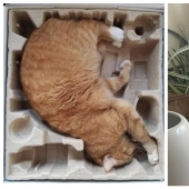 Cats can sit anywhere and in any way. Here are 22 proofs Cats can sit anywhere and in any way. Here are 22 proofs