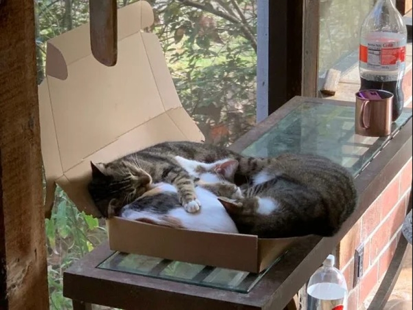 Cats can sit anywhere and in any way. Here are 22 proofs Cats can sit anywhere and in any way. Here are 22 proofs