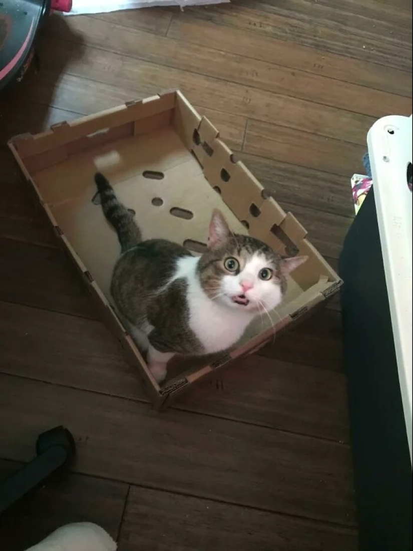 Cats can sit anywhere and in any way. Here are 22 proofs Cats can sit anywhere and in any way. Here are 22 proofs