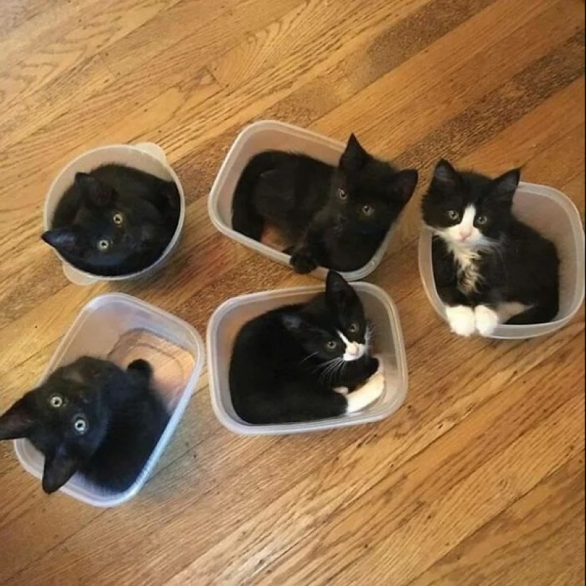Cats can sit anywhere and in any way. Here are 22 proofs Cats can sit anywhere and in any way. Here are 22 proofs