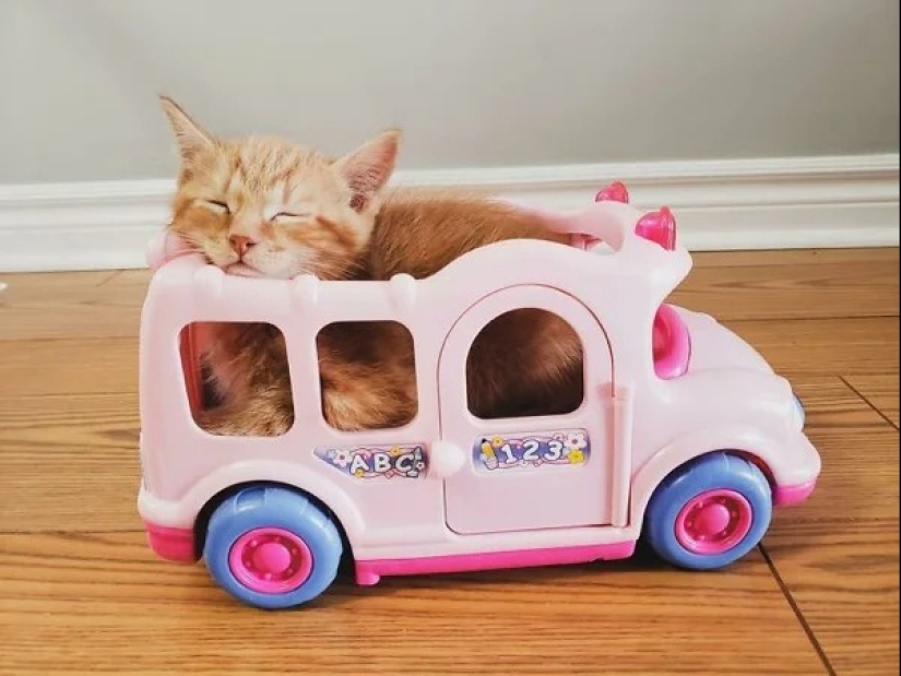 Cats can sit anywhere and in any way. Here are 22 proofs Cats can sit anywhere and in any way. Here are 22 proofs