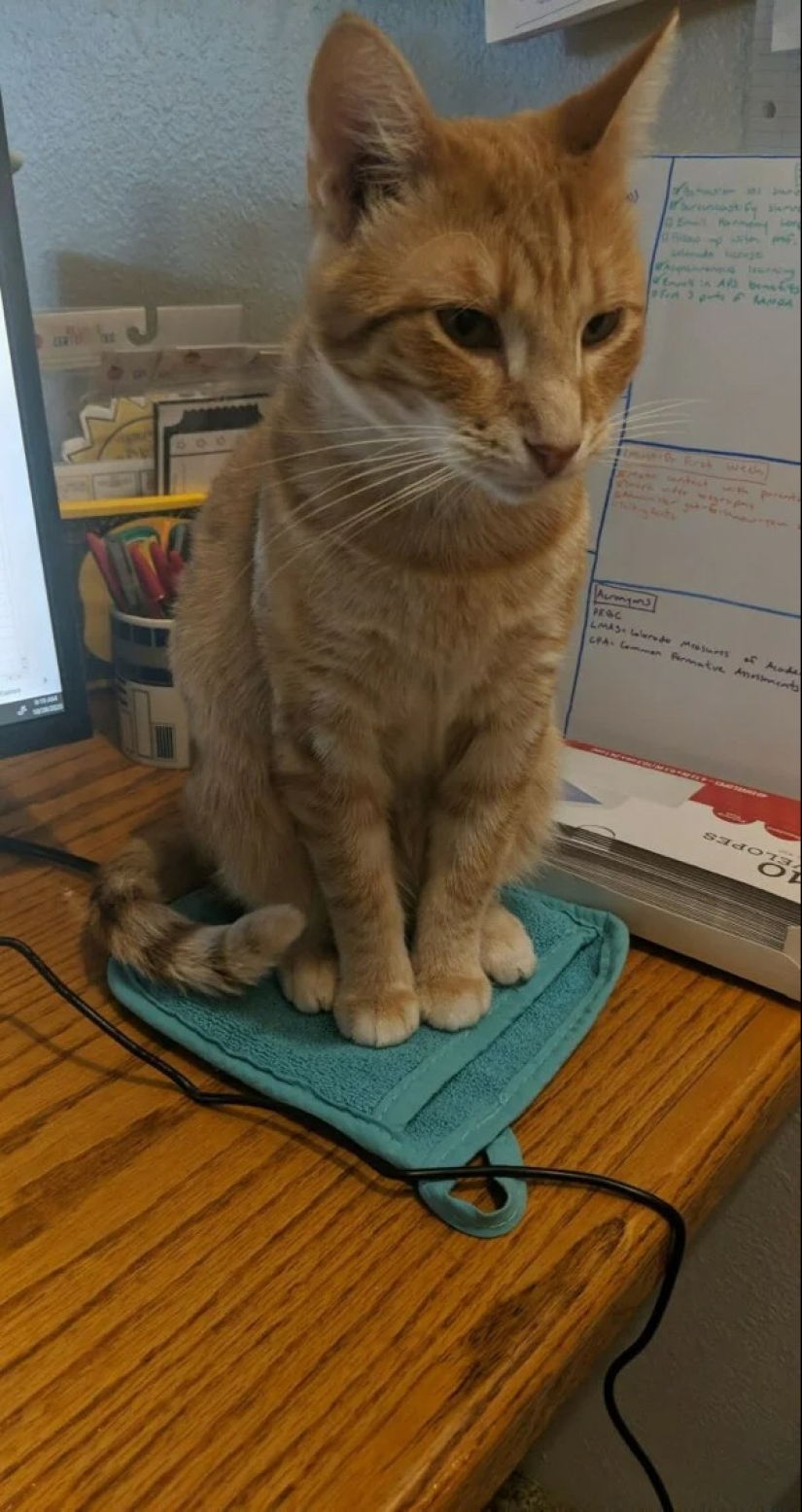 Cats can sit anywhere and in any way. Here are 22 proofs Cats can sit anywhere and in any way. Here are 22 proofs