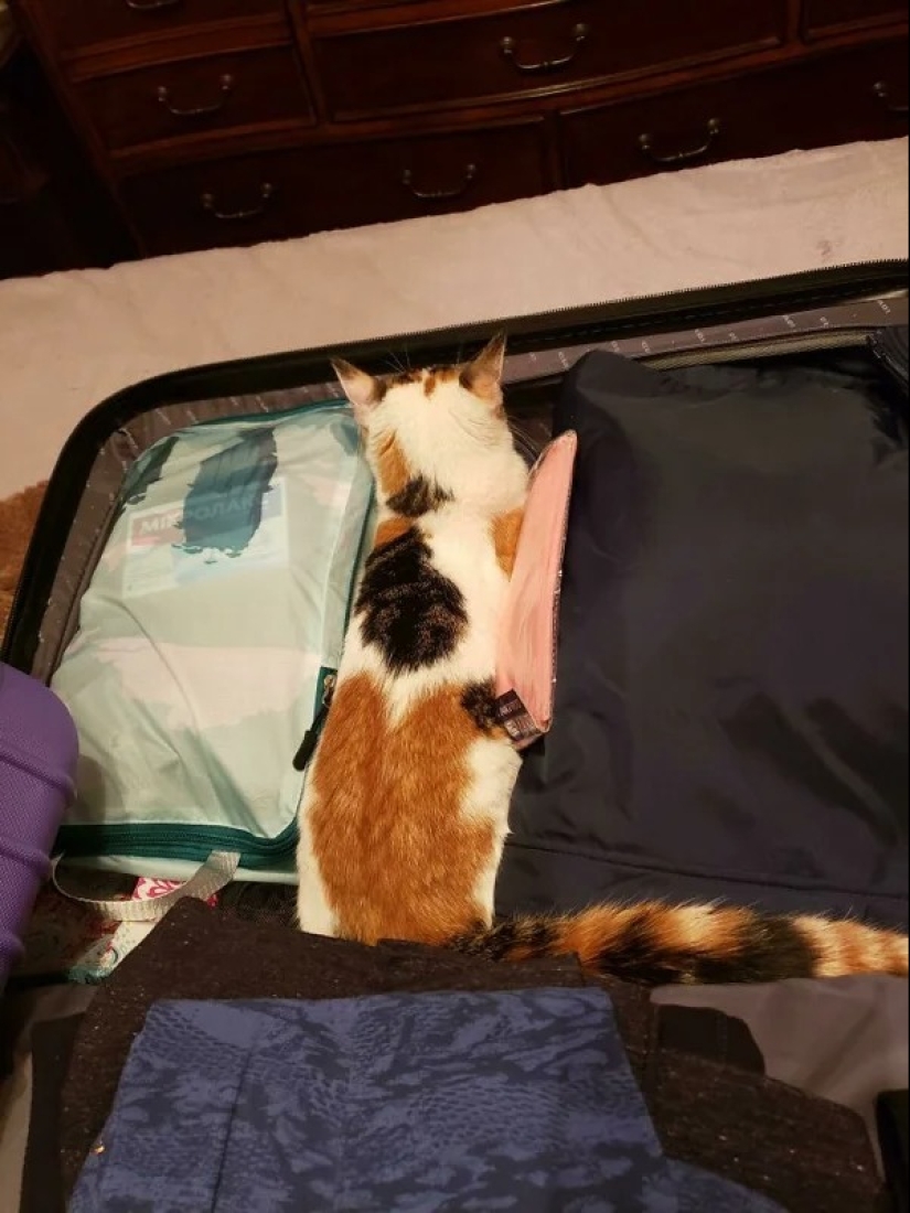 Cats can sit anywhere and in any way. Here are 22 proofs Cats can sit anywhere and in any way. Here are 22 proofs