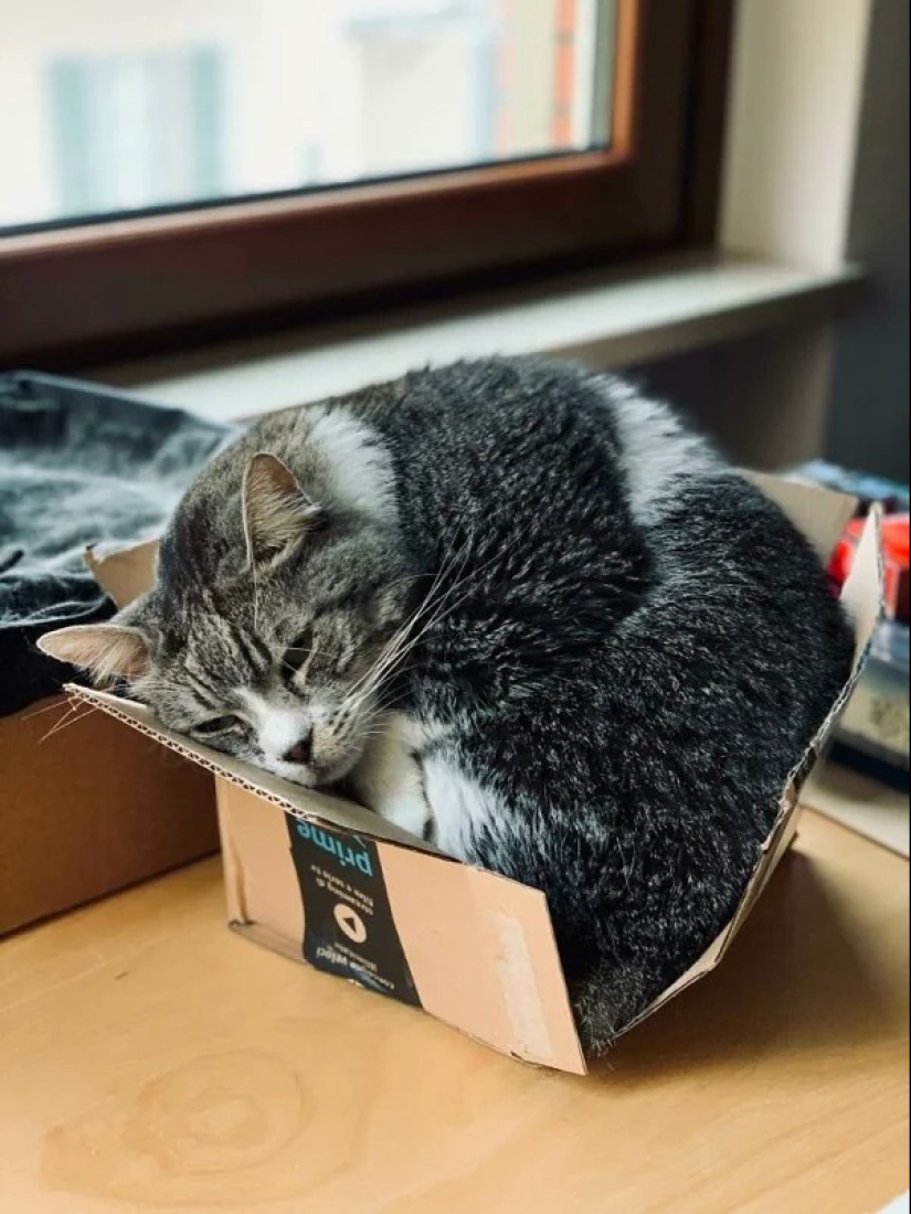 Cats can sit anywhere and in any way. Here are 22 proofs Cats can sit anywhere and in any way. Here are 22 proofs