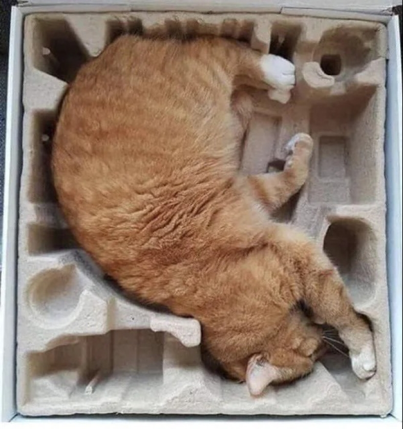Cats can sit anywhere and in any way. Here are 22 proofs Cats can sit anywhere and in any way. Here are 22 proofs
