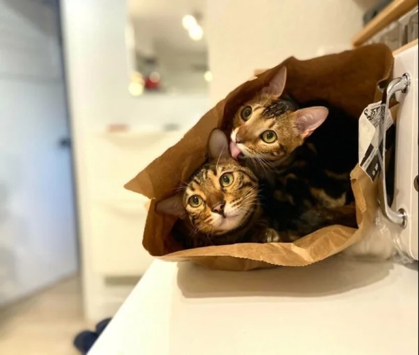 Cats can sit anywhere and in any way. Here are 22 proofs Cats can sit anywhere and in any way. Here are 22 proofs