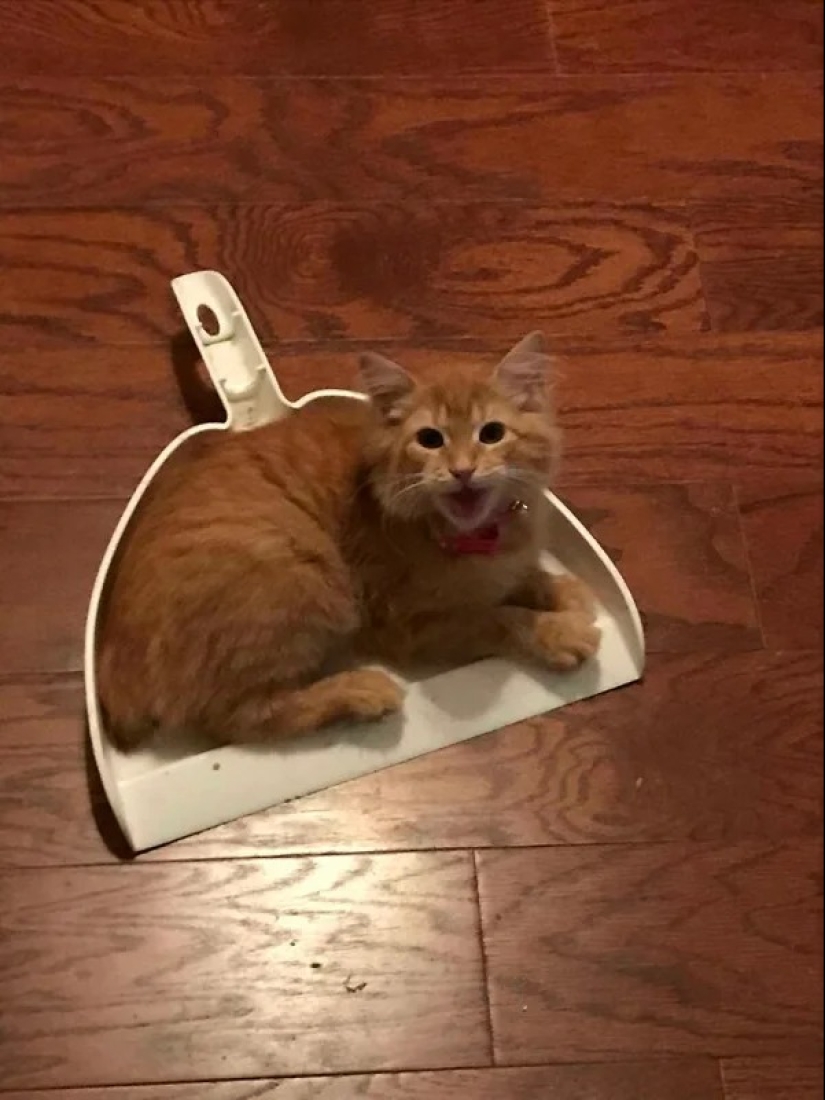 Cats can sit anywhere and in any way. Here are 22 proofs Cats can sit anywhere and in any way. Here are 22 proofs