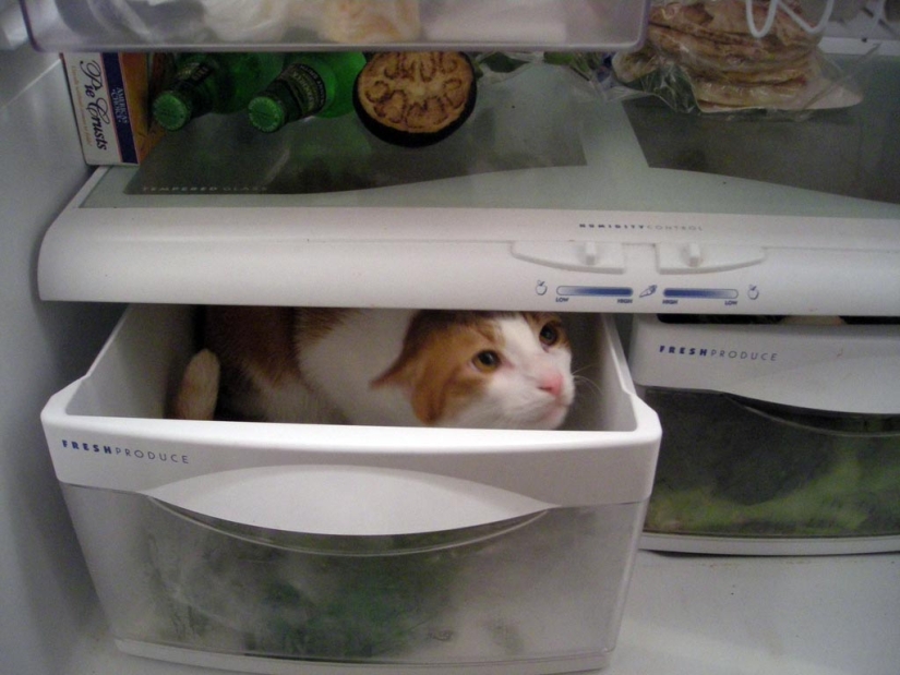 Cats in refrigerators
