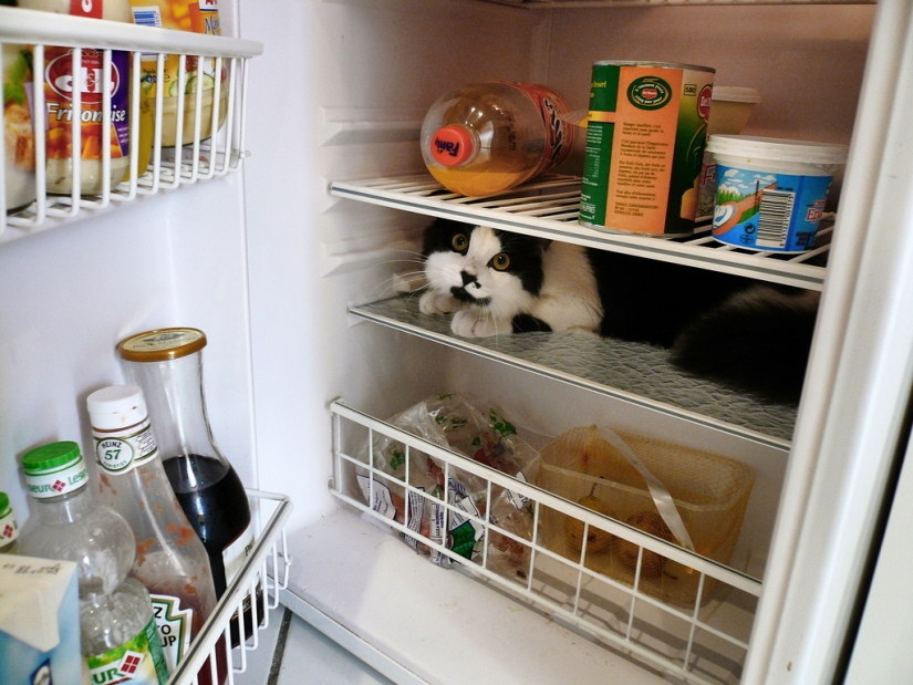 Cats in refrigerators
