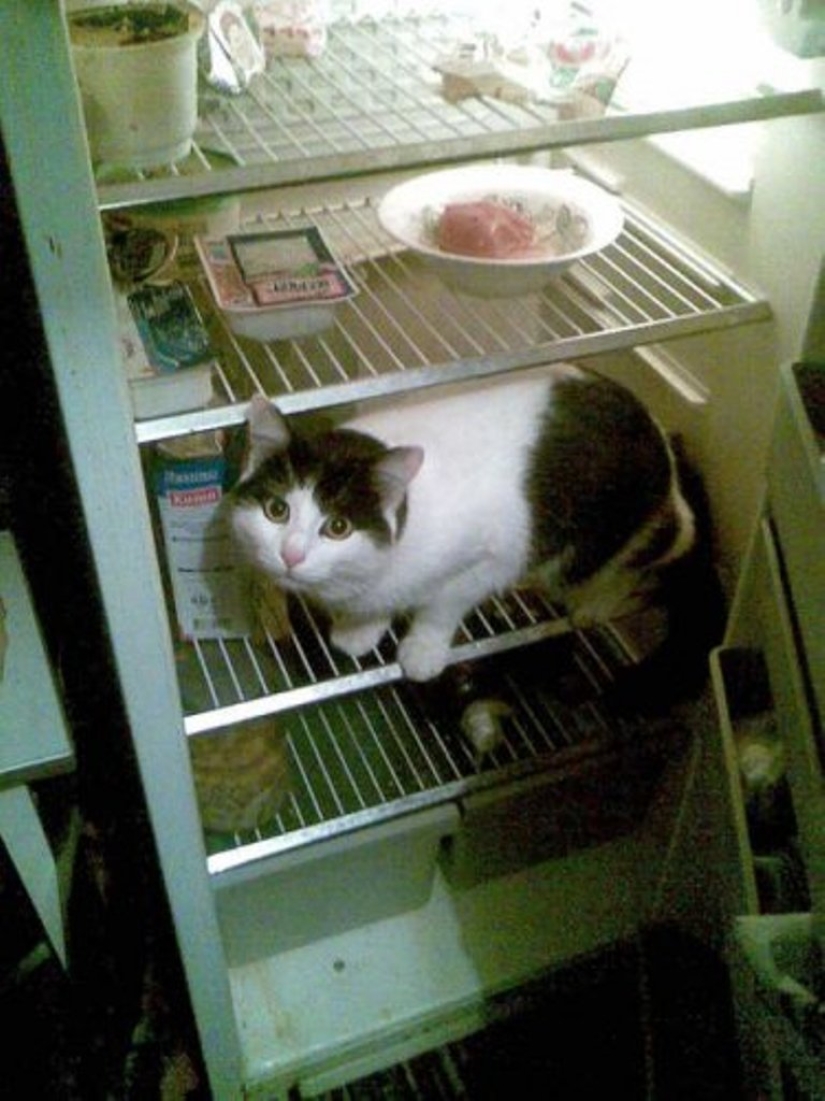 Cats in refrigerators