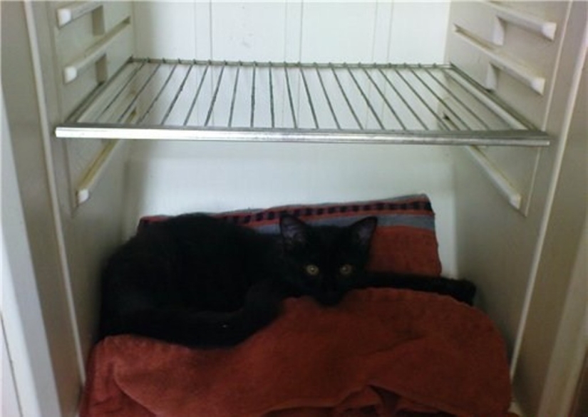 Cats in refrigerators