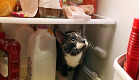 Cats in refrigerators