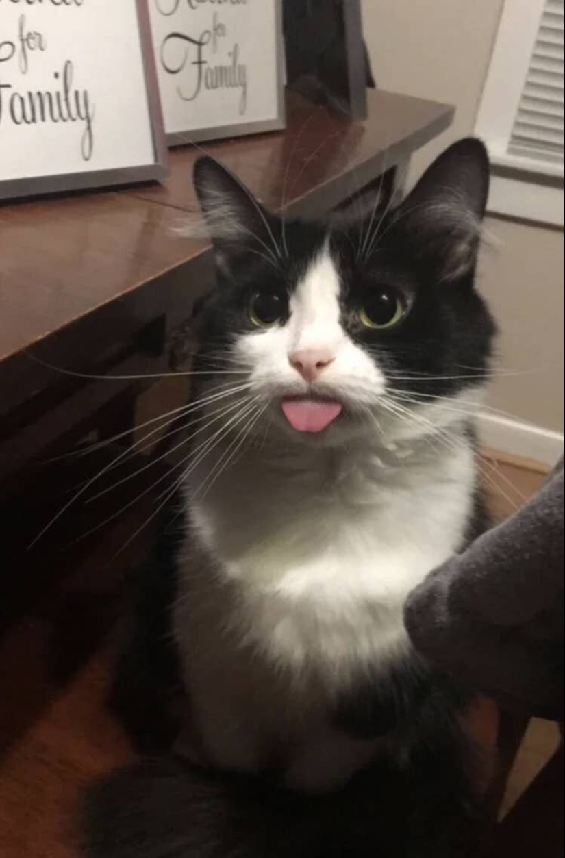 Cats is everything. Even the protruding tongue! Cats is everything. Even the protruding tongue!
