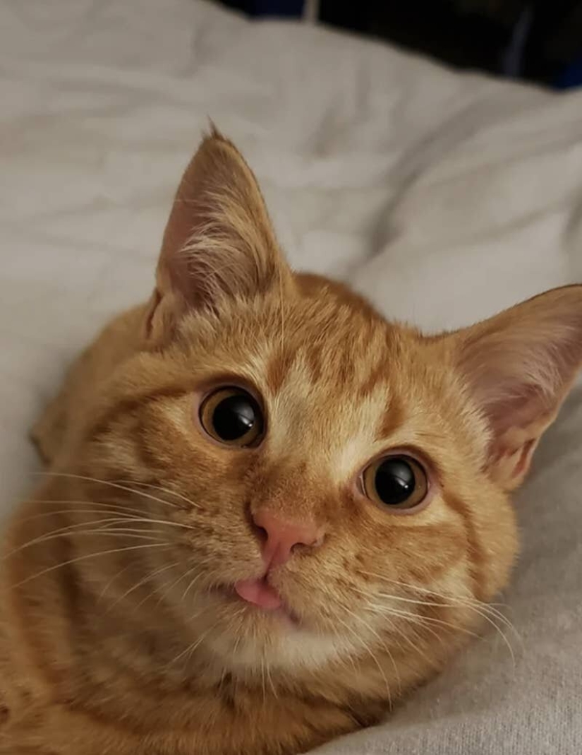 Cats is everything. Even the protruding tongue! Cats is everything. Even the protruding tongue!