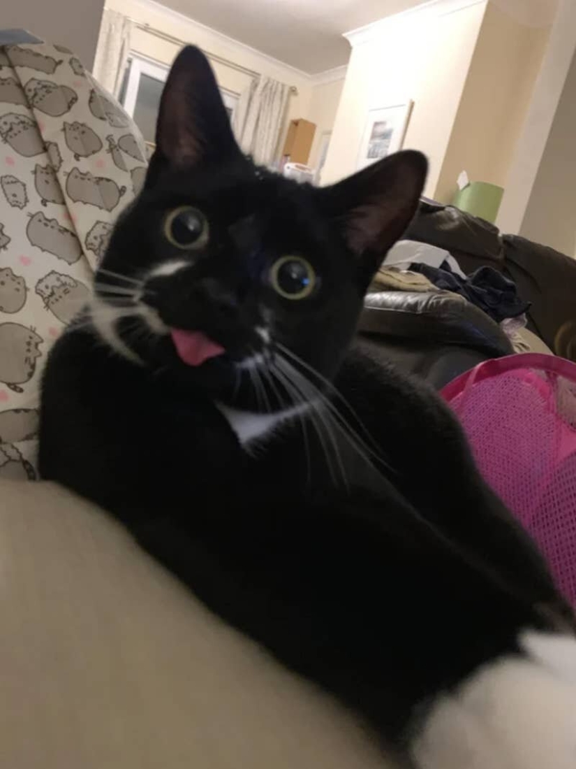Cats is everything. Even the protruding tongue! Cats is everything. Even the protruding tongue!