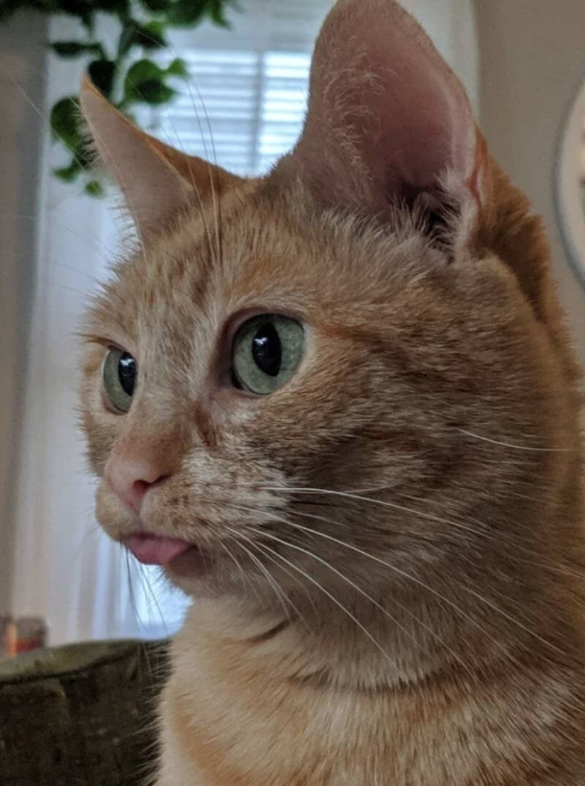 Cats is everything. Even the protruding tongue! Cats is everything. Even the protruding tongue!