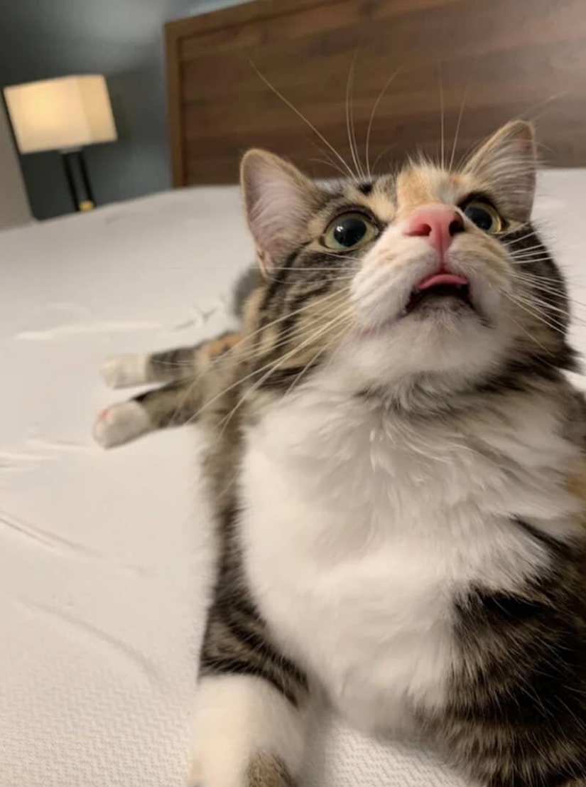 Cats is everything. Even the protruding tongue! Cats is everything. Even the protruding tongue!