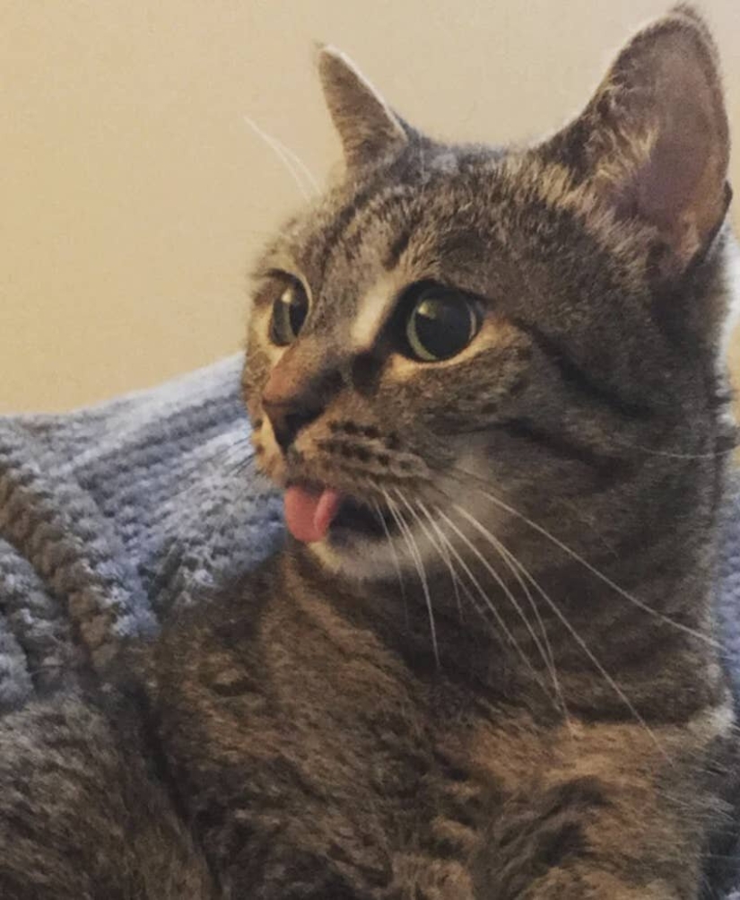 Cats is everything. Even the protruding tongue! Cats is everything. Even the protruding tongue!