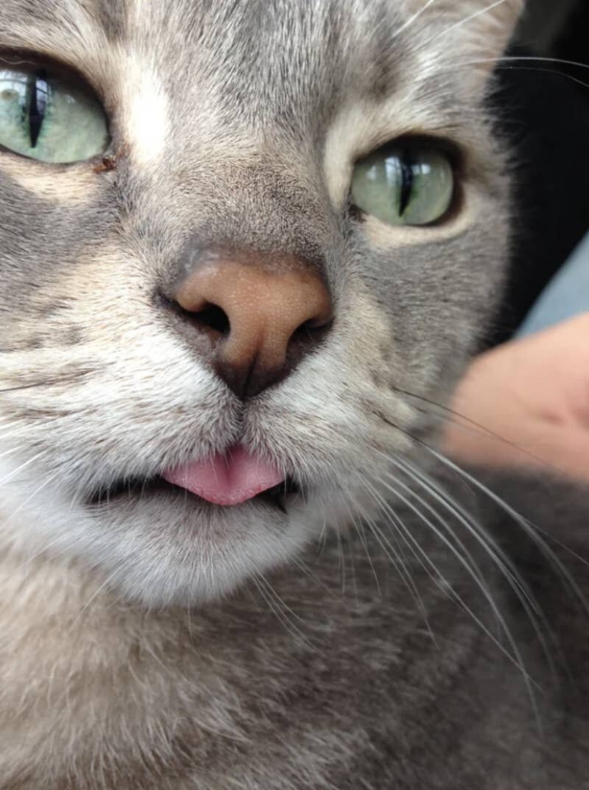 Cats is everything. Even the protruding tongue! Cats is everything. Even the protruding tongue!