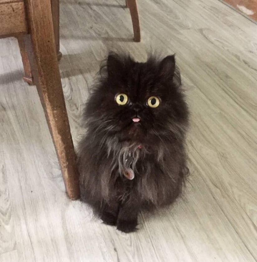Cats is everything. Even the protruding tongue! Cats is everything. Even the protruding tongue!